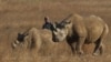 Un ranger marche derrière deux rhinocéros dans un parc protégé près de Marondera, à l'est de la capitale Harare, Zimbabwe, le 20 septembre 2014.