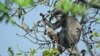 German Primate Center (DPZ)- Leibniz Institute ကရိုက်ကူးထားတဲ့ မြန်မာနိုင်ငံမှာတွေ့ရတဲ့ ရှားပါးပုပ္ပါး မျာက်မျိုးစိတ်သစ် (နိုဝင်ဘာ ၁၀၊ ၂၀၂၀)
