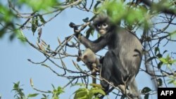 German Primate Center (DPZ)- Leibniz Institute ကရိုက်ကူးထားတဲ့ မြန်မာနိုင်ငံမှာတွေ့ရတဲ့ ရှားပါးပုပ္ပါး မျာက်မျိုးစိတ်သစ် (နိုဝင်ဘာ ၁၀၊ ၂၀၂၀)

