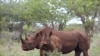Un rhinocéros noir dans le pâturage de Mkuze en Afrique du Sud