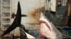 Simple Australian First-Aid Technique Could Save Shark Bite Survivors