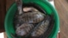 Du tilapia frais pesé pour la vente à Lomé, le 18 avril 2018 (VOA/Kayi Lawson)