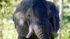 Un éléphant africain mâle dans le Delta du Okavango au Botswana, le 25 mars 2006