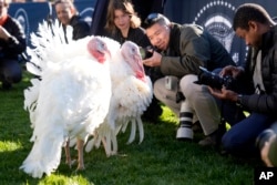Members of the press take photos of turkeys Peach and Blossom before a ceremony in which President Joe Biden will pardon the national Thanksgiving turkey on the South Lawn of the White House in Washington, Nov. 25, 2024.