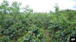 A luta pela terra em Angola pode agravar-se