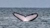 Lobster Diver Survives Getting Caught in Whale’s Mouth