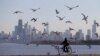 Studi Ungkap 610 Spesies Burung Punah dalam 130.000 Tahun
