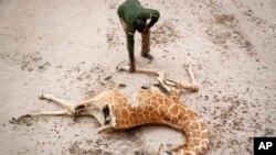 Mohamed Mohamud, askari wa wanyama pori kutoka Hifadhi ya Wanyamapori ya Sabuli, akiangalia mzoga wa twiga aliyekufa kutokana na njaa karibu na kijiji cha Matana, Kaunti ya Wajir, Kenya, Oct. 25, 2021. 