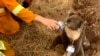 Australia Fears for its Koalas, and Fire Danger Rises