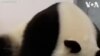 Pandas nés au zoo de Berlin